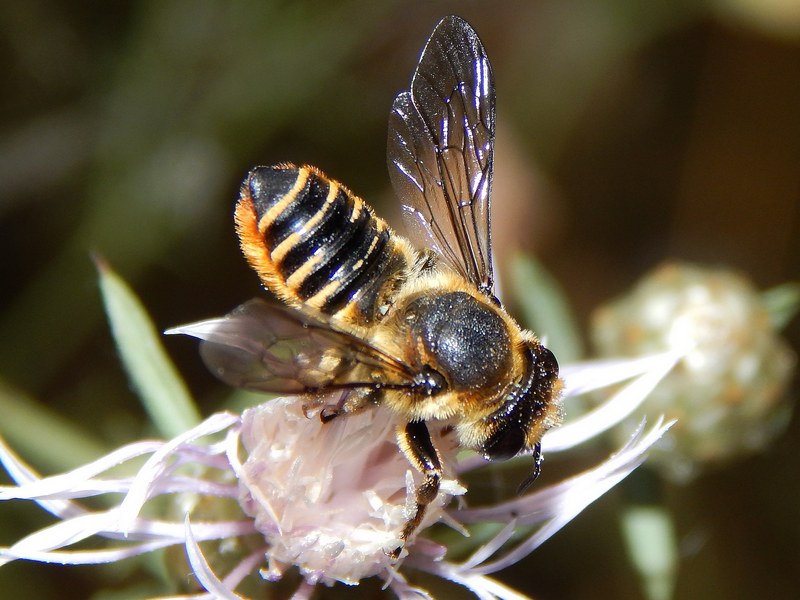 Megachile sp.